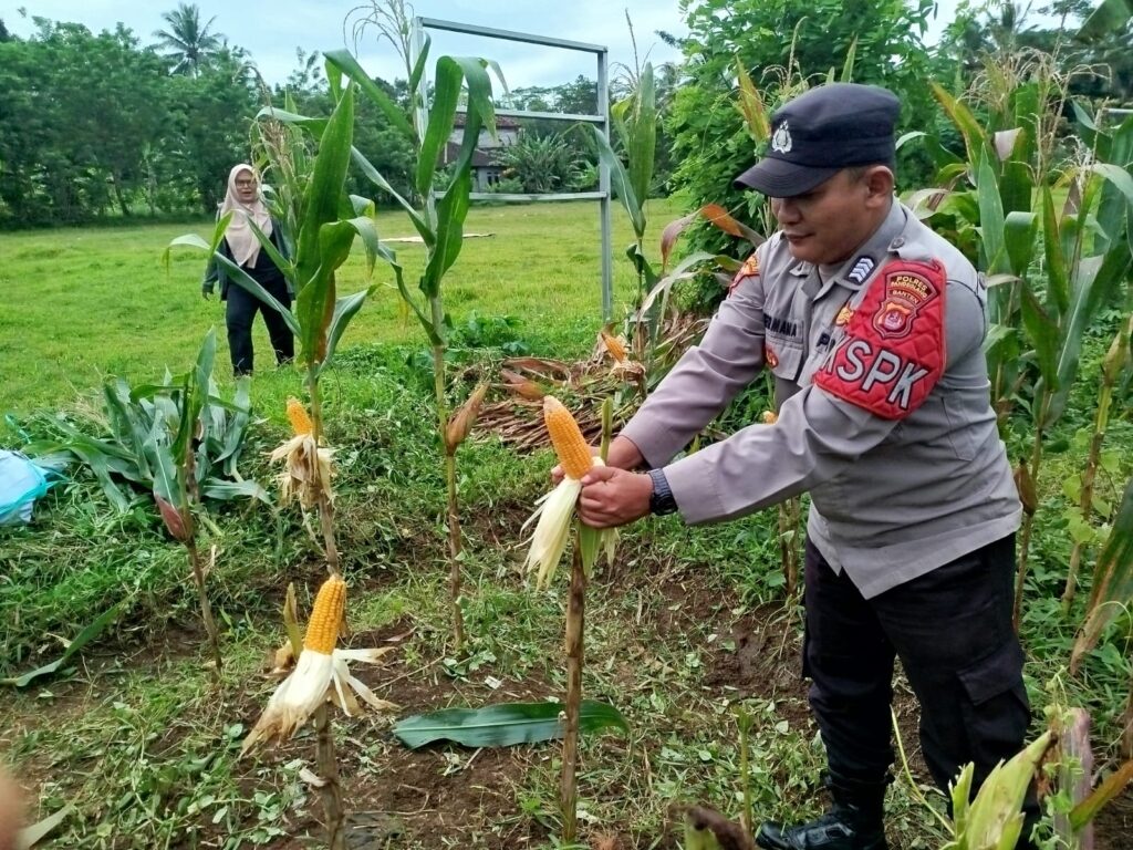 Polsek Cimanuk Bersama Petani Desa Cikaduen Panen Jagung, Wujud Nyata Dukung Swasembada Pangan 8 WhatsApp Image 2026 02 24 at 12.54.55