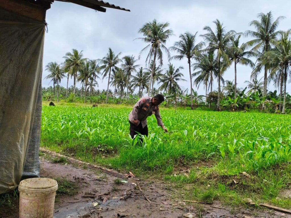 Polsek Labuan Polres Pandeglang Gelar Pengecekan Lahan Jagung di Desa Caringin, Dukung Sukses Program Ketahanan Pangan 4 WhatsApp Image 2026 02 26 at 11.07.38